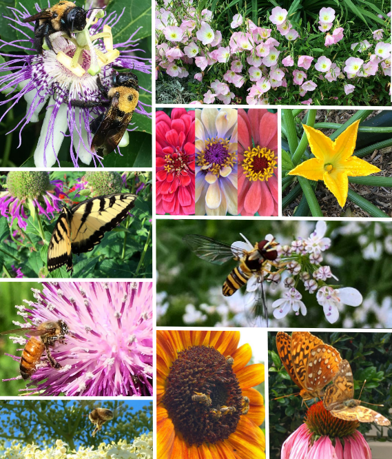 Our top 10 favorite pollinator plants for the summer garden Tyrant Farms